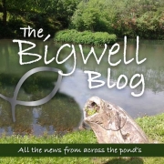 Bigwell-Blog