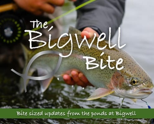 The Bigwell Bite